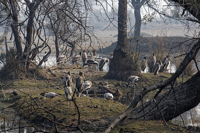 Keoladeo national park-108